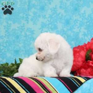Nile, Bichon Frise Puppy